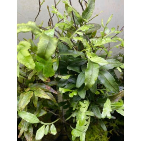 Teratophyllum ludens from Selangor Malaysia