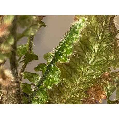 Trichomanes sp. from Iquitos Peru [tanakay]