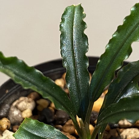 Bucephalandra sp. "MEDUSA"