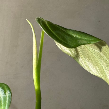 Philodendron triumphan