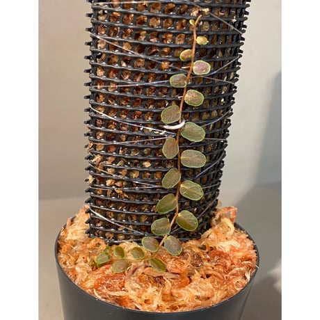 Marcgravia sp. "Bronze"