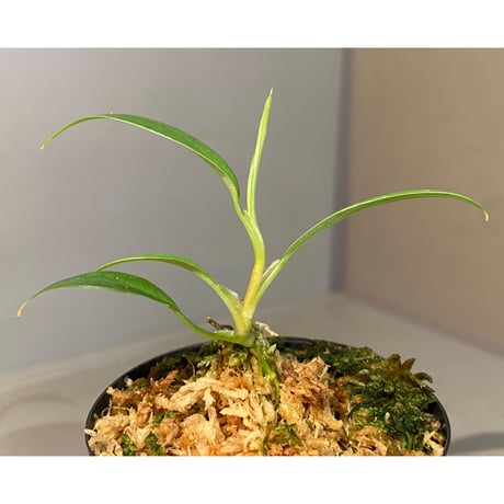 Philodendron sp. from Colombia [tanakay]