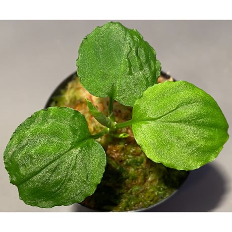Homalomena sp. (Green) from Solok sumatera [LA0214-3]