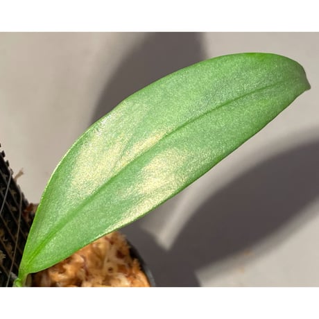 Rhaphidophora sp. "Silver" from Pulau Singkep