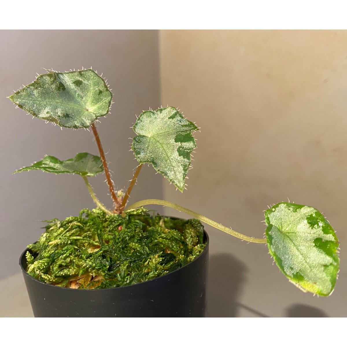 Begonia sp. from Vietnam | M・R・G・R