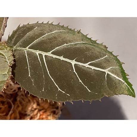 Ardisia gigantifolia [LA]
