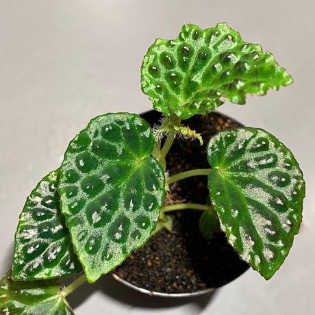 Begonia dracopelta from Borneo