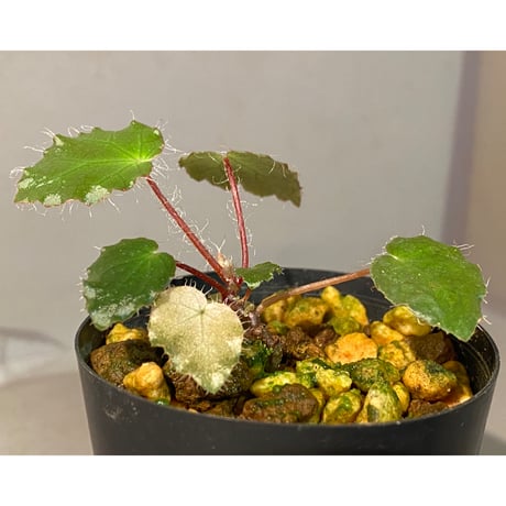 Begonia cf. ferox from Cao Bang [YH040519BK] TK