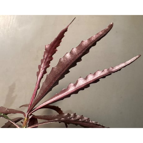 Labisia sp. from Jambi Sumatera