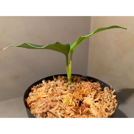Aglaonema pictum "@ichinbo Special" from Sibolga timur [AZ0215-5] ver2 ②