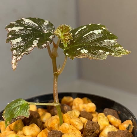 Begonia sp. from North Toraja [S0919-06] 伊藤蟻植物農園
