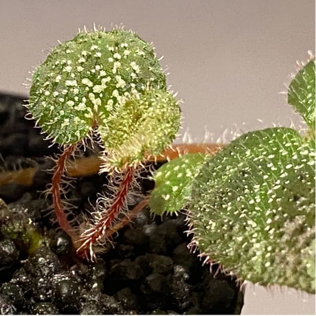 (2芽) Begonia ningmingensis var. bella