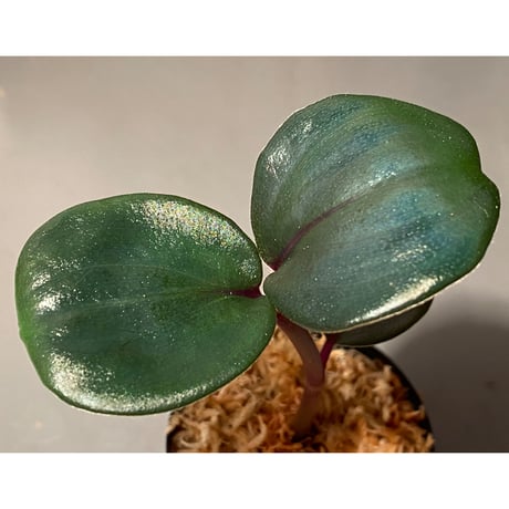 Geogenanthus ciliatus from Ecuador [tanakay]