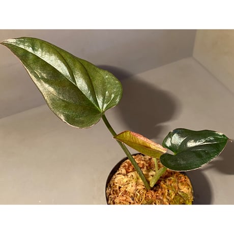 Syngonium sp. from Choco Colombia [tanakay]