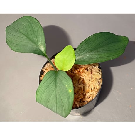 Homalomena sp. Aceh Silver from Aceh sumatera [LA0613-00]