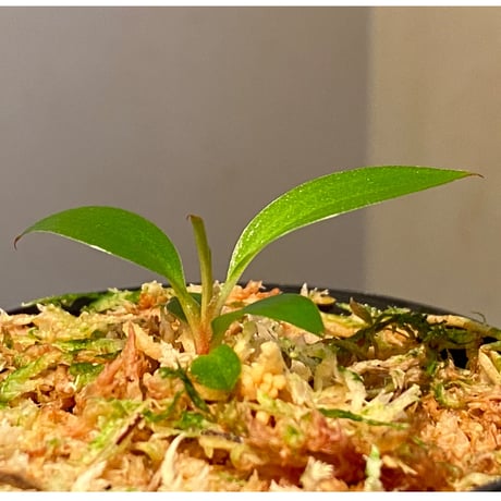 Philodendron sp. "Red Congo Compacta"