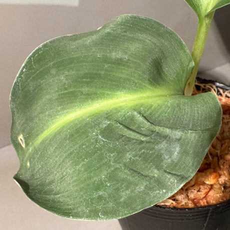 Scaphochlamys Multifolia Ooi