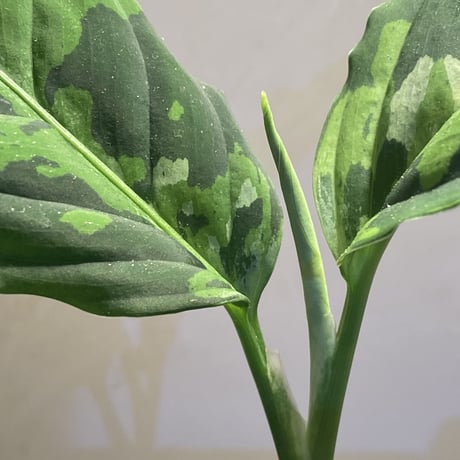 Aglaonema pictum GW Type1 from Padang sidempuan [TB1410]