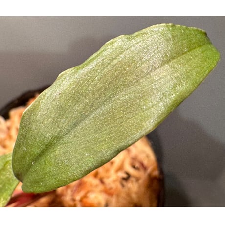 Homalomena 'Rec151' K0522-f2 [KZT]