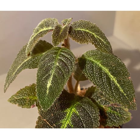 Episcia sp. from Basco Ecuador