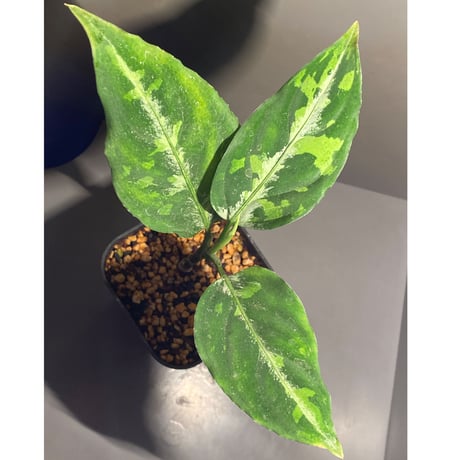 Aglaonema pictum [TK-ZP0715-68]