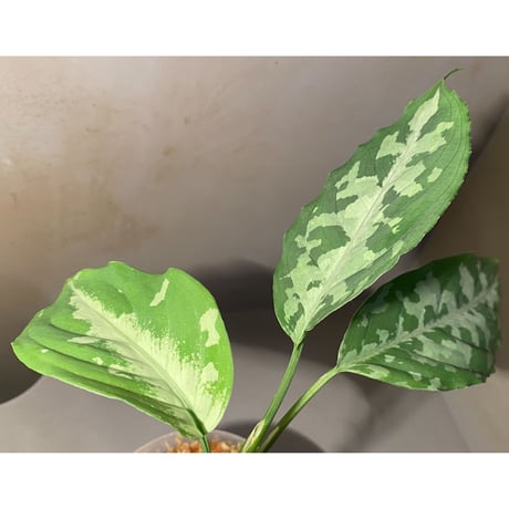 Aglaonema pictum AP from Aceh sumatera [LA1115-02j]