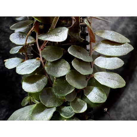 Marcgravia sp. "Azreal"