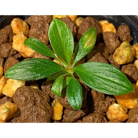 Homalomena sp. [LA0317-z-r]