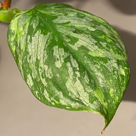 Philodendron sp. from Iquitos Peru [tanakay]