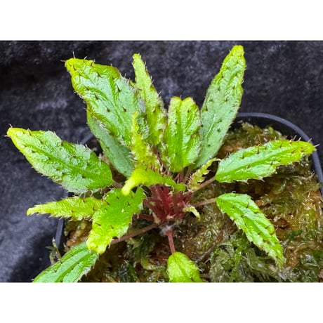 Begonia ambodiforahensis from Madagascar [LA0022-05z]