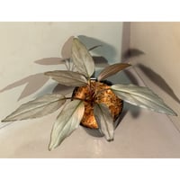 Homalomena sp. "Sapphire Velvet" from Riau [KN]