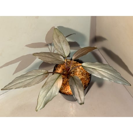 Homalomena sp. "Sapphire Velvet" from Riau [KN]