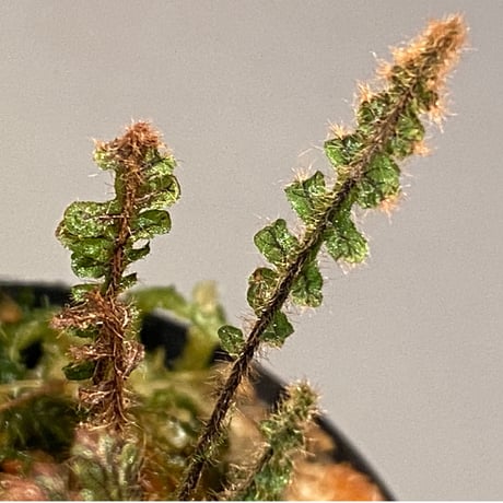 Trichomanes sp. from Iquitos Peru [tanakay]