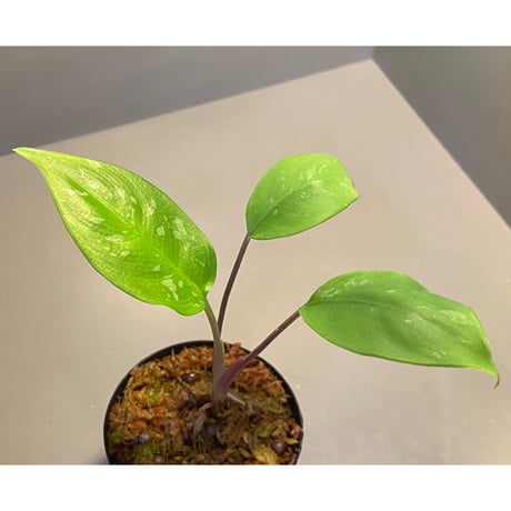 Schismatoglottis sp. from Bukittinggi