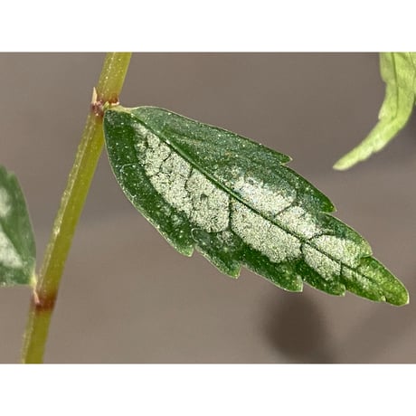 Elatostema sp. from Quezon, Luzon, Philippines