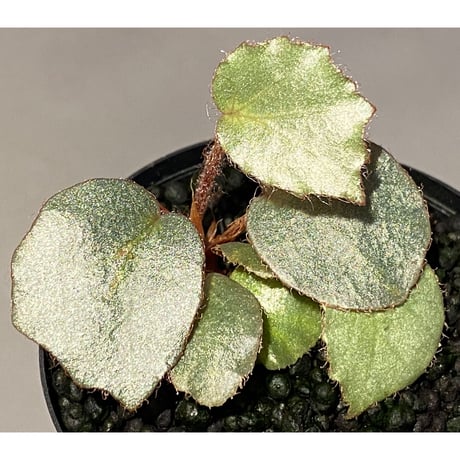 Begonia sp. f1 from Sumatera [NT ORCHID]