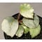 Begonia sp. f1 from Sumatera [NT ORCHID]