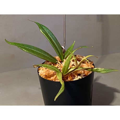 Medinilla sp. from Bukidnon 1.300m Mindanao Philippines