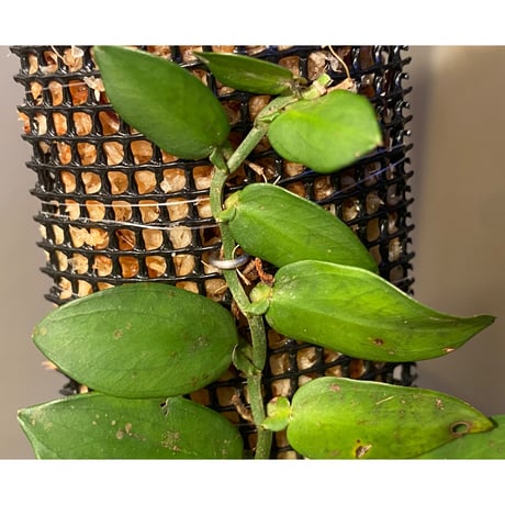 Epipremnum sp. from Chaiyaphum Thailand ③