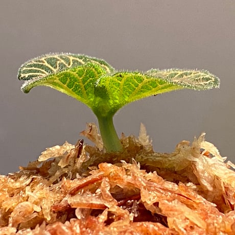 Argostemma neurocalyx from Riau sumatera [LA0815-02]