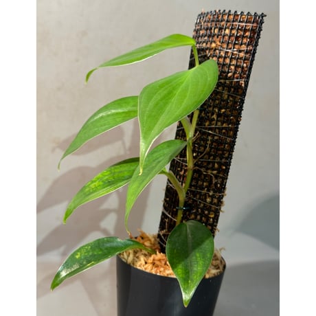 Philodendron sp. from Colombia [tanakay]