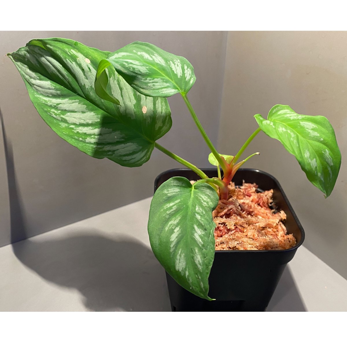 Homalomena sp. from Riau sumatera [LA1119-02] |