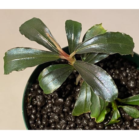 Bucephalandra  sp. from Kapuas Hulu
