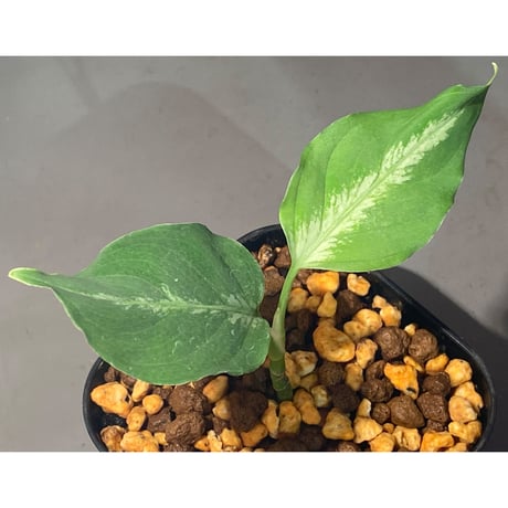 CATEGORY Aglaonema | M・R・G・R