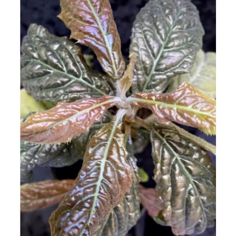 Ardisia sp. from Bengkulu [LA0315-1]