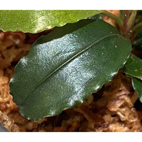 Bucephalandra sp. "Silver powder" from Sg Berauh Kota Baru [AZ0811-14]