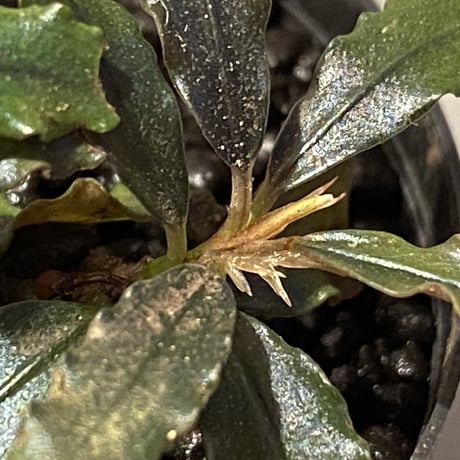 (２芽株) Bucephalandra micrantha "Kayulapis 1" [TB]