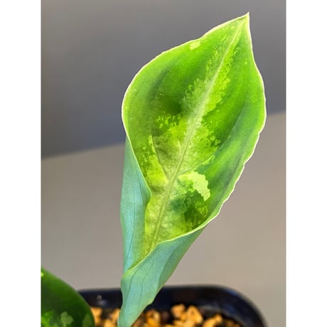 Aglaonema pictum GW1410 from Padang sidempuan [TB]