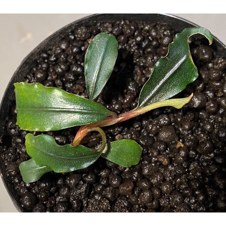 Bucephalandra sp. "Pakak 1" [MF0417-3A]