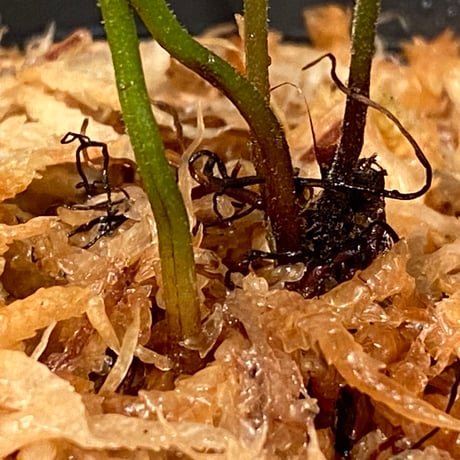 Bolbitis sp . from Tanintharyi (Tennasserim) North Malay Peninsula